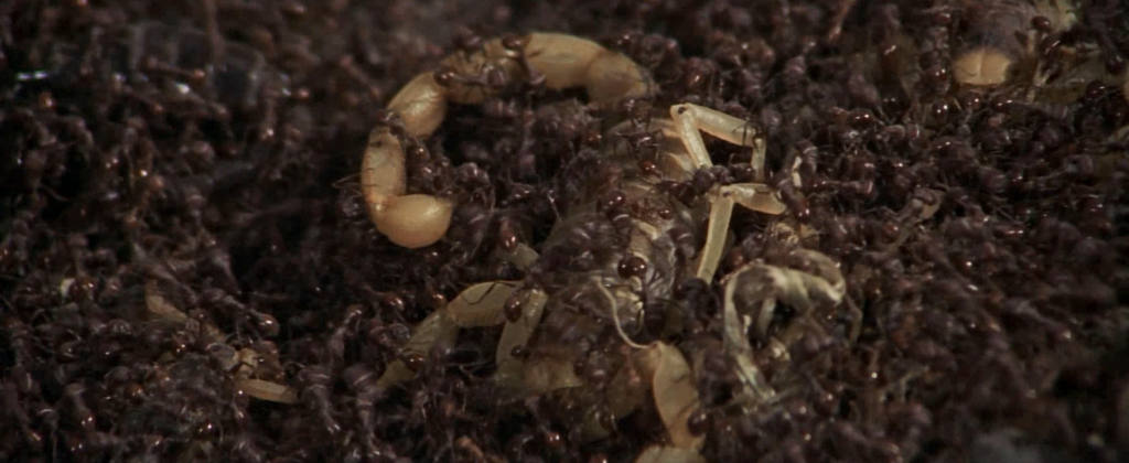 A scorpion is attacked by numerous fire ants. 
