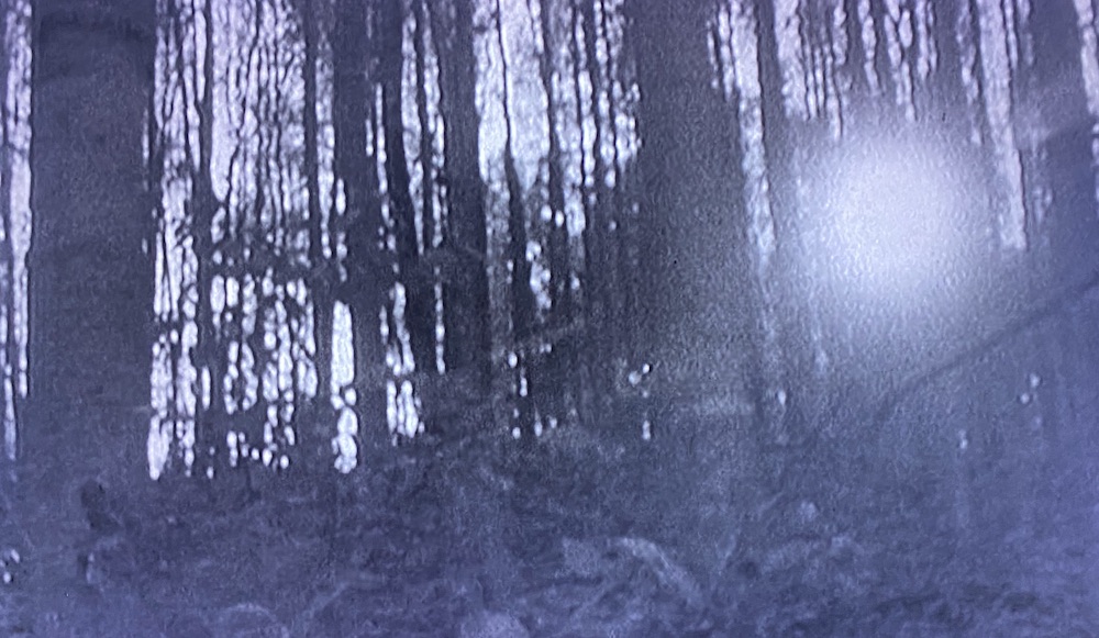 Sun streams through the woods outside Burkittsville 