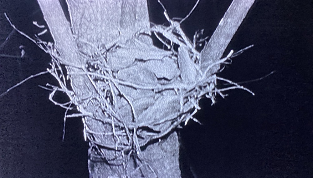 A bundle of rocks is collected in a nest in a tree. 