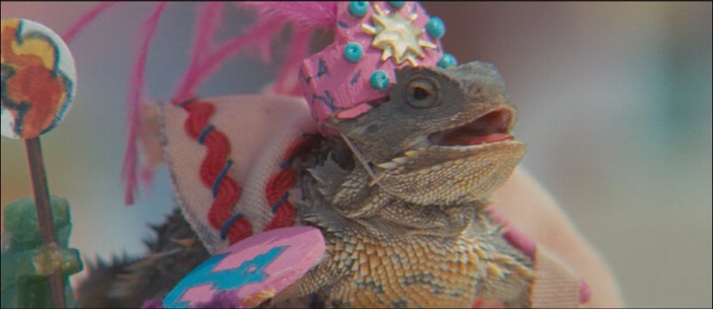 A handsome gentleman! This is a delightful little bearded dragon dressed in a jaunty pink hat and faux armor. His costuming is meant to invoke the style of the Aztec people.