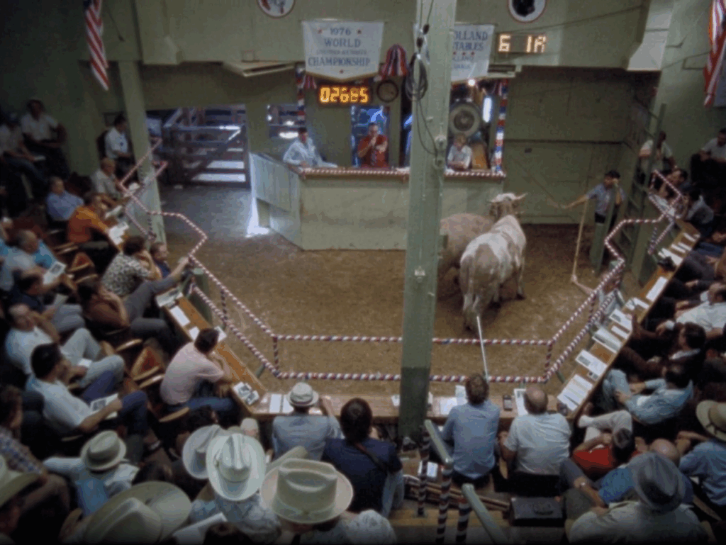 Cows in the middle of an auction hall surrounded by an audience bidding on them