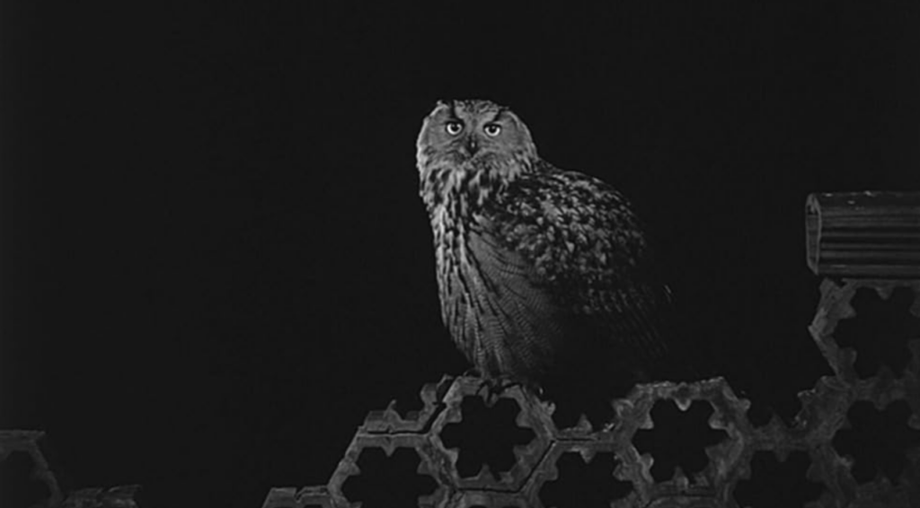 An owl sits in the dark on a pile of concrete.