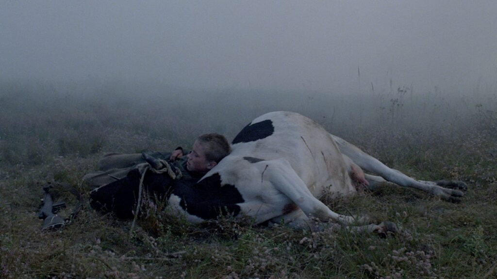 Boy leaning against dead cow in foggy field.