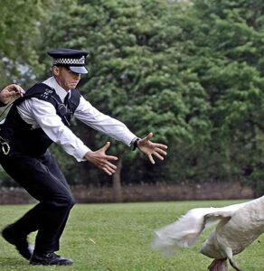 Bonus! 4-Page Hot Fuzz Video Game Strategy Guide Inside