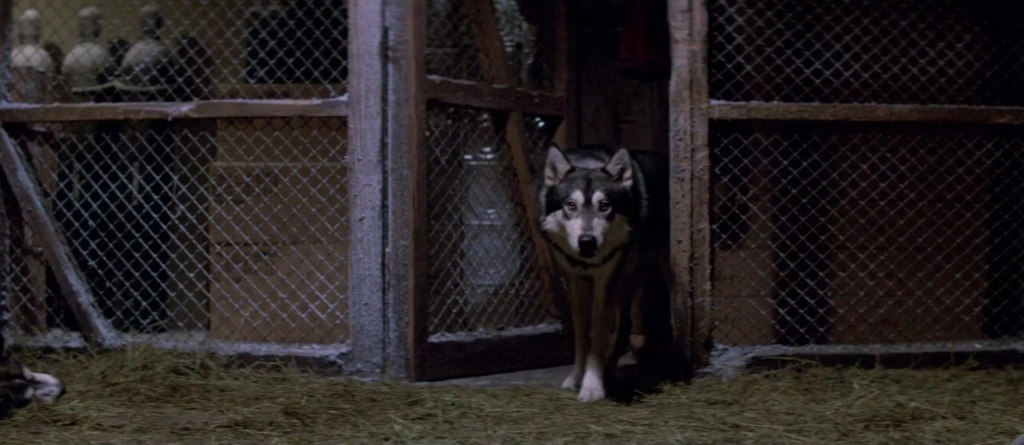 A brown eyed husky is seen entering a large kennel consisting of dark, dirty wood and chain-linked metal, to a floor covered in straw. To the left, just the muzzle of another husky can be seen.