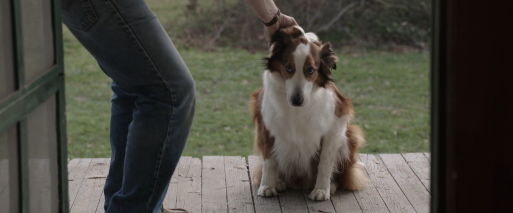 A brown and white dog sits on a porch. It is refusing to enter the house as its owner pulls on its collar. It looks scared
